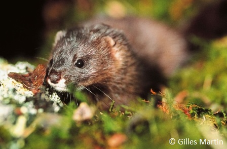 natura 2000 vison d'europe - GillesMartin